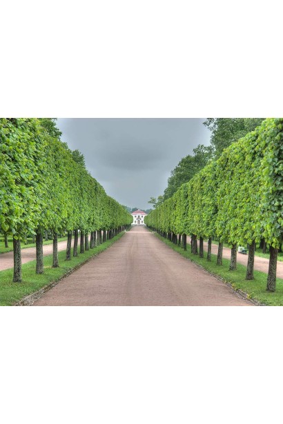 Липа широколиста